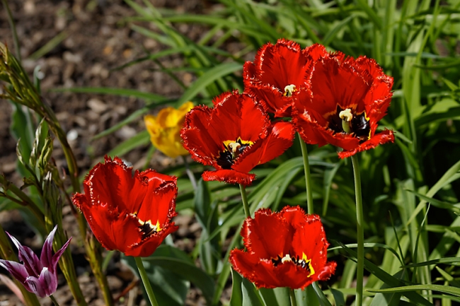 Jardin des Impressionnistes-072